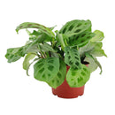 8" pot maranta green prayer plant live houseplant for sale, show-stopping mature plant with broad layered patterned leaves, distinctive dark splotch markings on light green background, rich silvery undersides with fine vein detail, wide trailing form perfect for hanging baskets, luxurious living room or office decor, exceptional gift for the plant enthusiast in your life