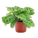 8" pot maranta green prayer plant live houseplant for sale, show-stopping mature plant with broad layered patterned leaves, distinctive dark splotch markings on light green background, rich silvery undersides with fine vein detail, wide trailing form perfect for hanging baskets, luxurious living room or office decor, exceptional gift for the plant enthusiast in your life