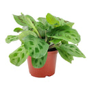 8" pot maranta green prayer plant live houseplant for sale, show-stopping mature plant with broad layered patterned leaves, distinctive dark splotch markings on light green background, rich silvery undersides with fine vein detail, wide trailing form perfect for hanging baskets, luxurious living room or office decor, exceptional gift for the plant enthusiast in your life