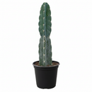 6" pot cereus cuddly cactus live cactus for sale, glaucous green to blue-green ribbed stem, softly scalloped wavy rib edges, single columnar upright growth habit, beginner-friendly drought-tolerant indoor cactus, striking minimalist accent for bright windowsill or floor display, unique spineless cactus gift for home or office