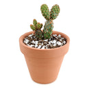 Opuntia Rufida Minima Cinnamon Cactus