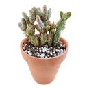 Opuntia Rufida Minima Cinnamon Cactus