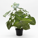 6 inch Syngonium 'Confetti', 6 inch plants, live plants for sale, buy houseplants online, plant shops in ca