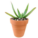 buy coral aloe vera striata live succulent 2 inch online, small rosette with coral-edged spineless smooth leaves in a plastic pot, grows slowly and reliably for many years with minimal care, hue shifts from cool blue-green to warm coral-pink with more sun, natural air purifier and drought tolerant gem, adorable desktop or shelf accent plant, perfect introductory succulent gift