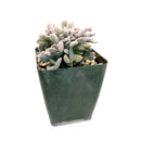 4 inch crested cubic frost echeveria live succulent for sale, upturned pointy pastel leaves in lilac and soft pink, distinctive flat crested fan shape unlike standard rosette form, farina coated drought tolerant foliage, soak and dry watering regimen, bold architectural succulent for home decor or outdoor patios in warm zones, gorgeous rare succulent gift for any occasion