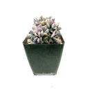 4 inch crested cubic frost echeveria live succulent for sale, upturned pointy pastel leaves in lilac and soft pink, distinctive flat crested fan shape unlike standard rosette form, farina coated drought tolerant foliage, soak and dry watering regimen, bold architectural succulent for home decor or outdoor patios in warm zones, gorgeous rare succulent gift for any occasion