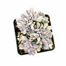 4 inch crested cubic frost echeveria live succulent for sale, upturned pointy pastel leaves in lilac and soft pink, distinctive flat crested fan shape unlike standard rosette form, farina coated drought tolerant foliage, soak and dry watering regimen, bold architectural succulent for home decor or outdoor patios in warm zones, gorgeous rare succulent gift for any occasion