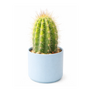 Echinopsis Huascha Hybrid Cactus