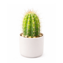 Echinopsis Huascha Hybrid Cactus