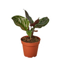 6" pot calathea 'ornata' live air plant for sale, mature specimen with large lance-shaped leaves in rich forest green with pink stripe markings, dramatic purple-tinted leaf undersides, slow-growing low-maintenance tropical beauty, naturally humidifies and purifies indoor air, show-stopping floor plant or shelf display for bohemian and modern interiors, makes a luxurious gift for any plant parent