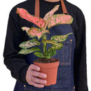 buy chinese evergreen 'lady valentine' live plant 6" pot online in black eco pot, full specimen with lush oversized pink-splashed glossy leaves, tropical upright habit, proven air-purifying qualities, a show-stopping botanical gift for home or office spaces