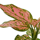 buy chinese evergreen 'lady valentine' live plant 6" pot online in black eco pot, full specimen with lush oversized pink-splashed glossy leaves, tropical upright habit, proven air-purifying qualities, a show-stopping botanical gift for home or office spaces