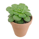 4 inch aeonium dinner plate live succulent for sale, large plate-shaped flat rosette with vivid light green fleshy leaves, ground-level spreading growth with dramatic symmetrical form, rare monocarpic succulent with eventual yellow bloom spike, cool-