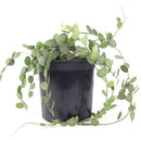 xerosicyos danguyi silver dollar vine, silver dollar vine for sale, silver dollar vine plant care, rare silver dollar vine succulent
