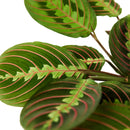 buy maranta red prayer plant live houseplant 6" cow pot online, lush tropical foliage with bold red fishbone veins and velvety dark green leaf surfaces, wide clumping spreading grower, nyctinastic prayer movement at nightfall, sustainable biodegradable pot, a unique boho decor piece and unforgettable gift for plant lovers