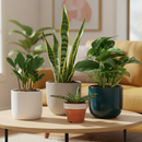 easy to maintain plants, low-maintenance plants indoor, easy plants to take care of for beginners, best plants for beginners indoor, 4 inch live plants for sale