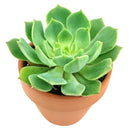 4 inch echeveria ramillette live succulent for sale, dense symmetrical rosette of fleshy blue-green leaves with reddish accents, low water needs with soak-and-dry method, thrives in bright direct or indirect light, stunning standalone pot plant