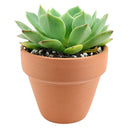 4 inch echeveria ramillette live succulent for sale, dense symmetrical rosette of fleshy blue-green leaves with reddish accents, low water needs with soak-and-dry method, thrives in bright direct or indirect light, stunning standalone pot plant