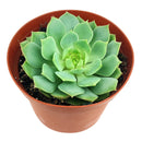 4 inch echeveria ramillette live succulent for sale, dense symmetrical rosette of fleshy blue-green leaves with reddish accents, low water needs with soak-and-dry method, thrives in bright direct or indirect light, stunning standalone pot plant