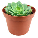 4 inch echeveria ramillette live succulent for sale, dense symmetrical rosette of fleshy blue-green leaves with reddish accents, low water needs with soak-and-dry method, thrives in bright direct or indirect light, stunning standalone pot plant