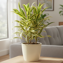 buy dracaena 'song of india' live houseplant 6" pot online, white cylinder pot displaying tall upright branching form with tufted heads of lemon-lime and deep green variegated leaves, architectural slow-growing tropical evergreen, air toxin filtering houseplant, low-maintenance care for beginners and experienced growers alike, striking floor plant for modern or tropical-themed interiors, an exceptional gift for any plant lover