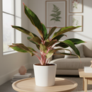 6" pot chinese evergreen 'red siam' live plant for sale, large glossy lance-shaped leaves in red green and pink, slow growing upright clumper, tolerates low light and average indoor humidity, easy care long-lasting tropical, a bold decorative statement for floor or shelf, wonderful gift for plant lovers