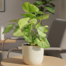 buy syngonium berry allusion live houseplant 4" pot online, bright arrowhead-shaped leaves in light green with bold pink veins, young bushy plant in grower pot ideal for shelves or hanging hooks, fast-growing air-purifying tropical vine, low maintenance and adaptable to various indoor light conditions, a stylish and meaningful gift for plant enthusiasts