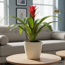 buy guzmania hybrid red live houseplant 4 inch online, fiery red bract with tiny white true flowers nestled inside, stiff strap-shaped glossy leaves, non-toxic pet-safe bromeliad, suited to bright bathrooms kitchens and shelves, tropical exotic look with minimal upkeep, a vibrant and thoughtful gift for home or office