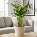6 inch areca palm live houseplant for sale, soft feathery leaflets with elegant tropical