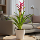 6 inch guzmania hybrid pink live houseplant for sale, rich emerald green strap leaves in layered rosette form, saturated pink bract with tropical visual impact, epiphytic growth habit with shallow anchoring roots, high humidity lover thriving near kitchen or bathroom moisture, a striking architectural accent for shelves and countertops, an impressive and pet safe gift for any plant parent