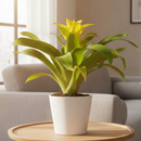 buy guzmania hybrid yellow live houseplant 4 inch online, luminous yellow bromeliad bract with white true flowers hidden inside, slender evergreen rosette leaves with smooth surface, epiphytic tropical origin, non-toxic and safe for cats and dogs, naturally humidifies surrounding air, a bold architectural accent for modern or bohemian interiors, an impressive and easy-care gift for any occasion