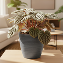 4 inch peperomia caperata live houseplant for sale, striking corrugated dark green foliage with intricate vein detailing, compact grower pot size ideal for desks and small spaces, slow-growing and low-maintenance with semi-succulent water-storing leaves, adapts well to bright indirect or artificial office light, a stylish nature-inspired decor accent, makes a lasting and pet-safe gift for loved ones