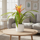 buy guzmania hybrid orange live houseplant 6 inch online, vivid warm orange bract with architectural rosette form, thick glossy green strap leaves arranged in a tight cup, slow-growing pet-safe bromeliad, thrives in bright indirect indoor light, a bold tropical statement piece and a thoughtful housewarming gift