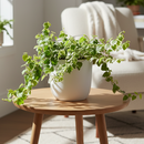 4" pot variegated creeping fig (ficus repens variegata) live houseplant for sale, compact starter plant with delicate wiry stems and densely patterned green and white foliage, fast-growing climbing habit suited for terrariums and living walls, easy-to-train trailing form, soft textured bohemian aesthetic, makes a beautiful and thoughtful houseplant gift