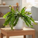 4" ric rac cactus fire (epiphyllum anguliger) live cactus for sale, compact starter size with bold fishbone stem pattern, bright green flat deeply notched texture, upright then trailing cascading growth, non-toxic pet-safe tropical cactus, moderate humidity lover for kitchens or shelves