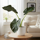 buy alocasia 'regal shields' live houseplant 4" pot online, rich velvety leaf texture with deep forest-green surface, vivid lime-green venation, rich burgundy-purple leaf undersides, compact starter size with architectural presence, ideal for bright humid spaces like kitchens or hallways, a bold and memorable housewarming gift