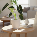 buy alocasia micholitziana 'frydek' live plant 6" pot online, lush mature dark green velvety leaves contrasted by crisp white primary veins, substantial clumping elephant ear form, thrives in bright indirect light with high humidity, rare and sought-after aroid specimen, a show-stopping floor plant for tropical-inspired interiors, a truly special gift for serious houseplant lovers
