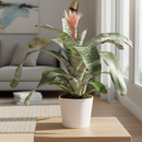 6 inch Bromeliad 'Silver Vase', buy live plants online, plant shops near me, Bromeliad 'Silver Vase' for sale, plant lovers gifts