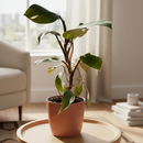 6 inch Philodendron 'White Knight', rare tropical plants, large houseplants for sale, buy live plants online