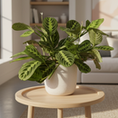 buy maranta lemon lime live houseplant 6" cow pot online, vivid lemon and lime variegated foliage with velvety texture and herringbone detailing, low bushy tropical growth form, high humidity and indirect light lover, pet friendly and non-toxic, a naturally humidifying addition to any indoor plant collection, a beautiful and eco-friendly gift for houseplant enthusiasts