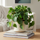 8" pot peperomia 'rana verde' live houseplant for sale, mature specimen with full deep green rippled canopy, prominent leaf venation and matte finish, compact non-sprawling growth, beginner and pet friendly, ideal for shelves, desks, or terrariums as a living decor accent, a generous and safe gift for any home