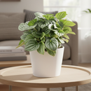 6" pot peperomia 'frost' live houseplant for sale, full plant view in nursery pot showing dense silver-frosted foliage with prominent dark green veins and rippled heart-shaped leaves, compact slow-growing tropical plant native to south america, non-toxic to cats dogs and humans, air-purifying properties make it ideal for home and office environments, an exceptional and enduring gift for any plant lover