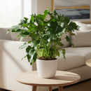buy philodendron 'little hope' live houseplant 6" pot online, wavy indented leaf edges with glossy forest green color, self-heading compact cultivar with architectural tropical form, thick-textured split leaves on sturdy upright stems, moderate care with rewarding fast unfurling growth, dramatic jungle-inspired decor accent for any interior, ideal plant gift for tropical plant lovers and home decorators