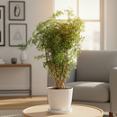6 inch Aralia Ming Stump Plant, feng shui houseplants, live plants for sale, large houseplants for office decoration, gift for plant lovers