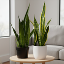 6" pot snake plant (sansevieria) variety pack live houseplant for sale, two hand-selected varieties with rigid variegated green leaves, dense upright growth form, low-maintenance drought-tolerant succulent-like foliage, sleek contemporary decor accent for living room or desk, thoughtful gift set for beginners and plant enthusiasts