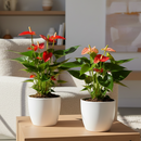 Anthurium plants, Flamingo Flower, tropical houseplants, easy-care plant, buy live plants online