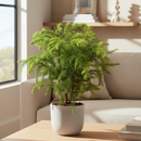 4 inch Soft needle-like leaves tree, Mini Christmas tree, Easy-care houseplant, Long-living houseplant
