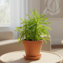 6" pot peperomia 'green bean' live houseplant for sale, lush clumping growth with multiple erect stems of bright lime-green cylindrical leaves, semi-succulent water-storing foliage, tolerates dry indoor air and office environments, striking architectural form for terrariums or desktop arrangements, an eye-catching and safe gift for pet owners and plant collectors
