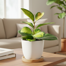 best place to buy house plants online, hoya australis lisa, hoya lisa, australis lisa hoya, hoya australis lisa care, hoya lisa plant, hoya lisa plant care, hoya australis lisa for sale, lisa australis, houseplant, houseplants, houseplants for sale, best indoor plants, types of houseplants, low light houseplants, easy to grow houseplants, houseplants near me