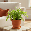 6" pot autumn' fern live houseplant for sale, stunning seasonal color display from burnt-copper new growth to glossy dark green maturity, broad triangular frond shape with fine leaf detail, vase-shaped fountain silhouette perfect for floor display, adaptable to indoor terrariums and shaded outdoor containers, a versatile woodland-inspired accent plant for any living space, an ideal gift for beginners and experienced growers alike